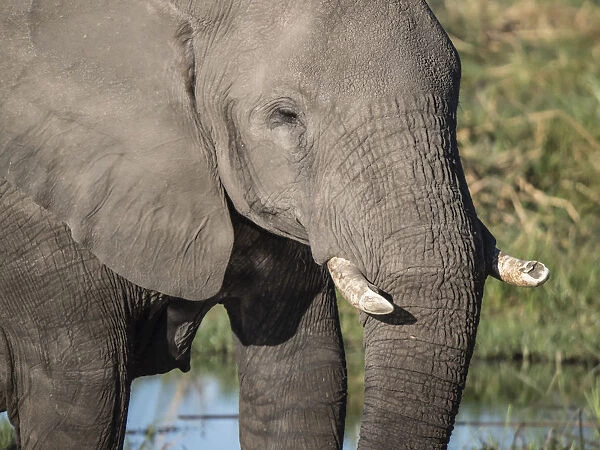 African elephant (Loxodonta africana), tusk detail in Chobe National Park, Botswana