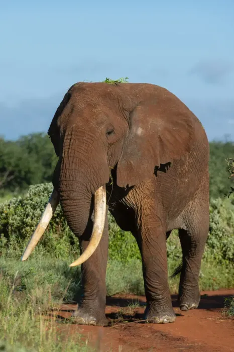 Framed Print : African elephant (Loxodonta africana), Tsavo, Kenya, East Africa, Africa Framed Print : African elephant (Loxodonta africana), Tsavo, Kenya, East Africa, Africa