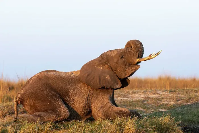 Framed Print : African elephant (Loxodonta africana), Chobe National Park, Botswana, Africa Framed Print : African elephant (Loxodonta africana), Chobe National Park, Botswana, Africa