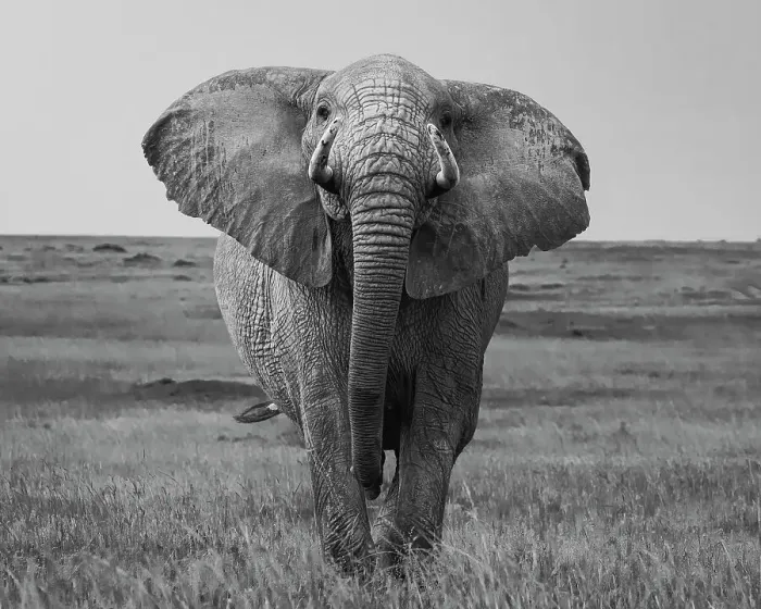 Framed Print : African Elephant (Loxodonta africana), Maasai Mara, Mara North, Kenya, East Africa, Africa Framed Print : African Elephant (Loxodonta africana), Maasai Mara, Mara North, Kenya, East Africa, Africa