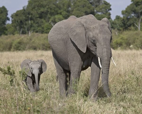 African Elephant (Loxodonta africana) mother and young, Masai Mara National Reserve