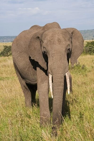 African elephant (Loxodonta africana), Masai Mara National Reserve, Kenya