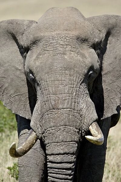 African elephant (Loxodonta africana), Masai Mara National Reserve, Kenya