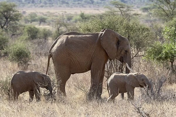 African elephant (Loxodonta africana) mother and two youngsters, Samburu National Reserve