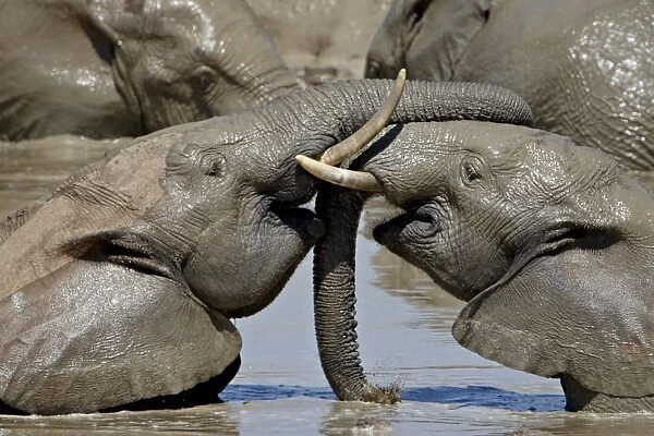 Two African Elephant (Loxodonta africana) playing while in a mud bath, Addo Elephant National Park