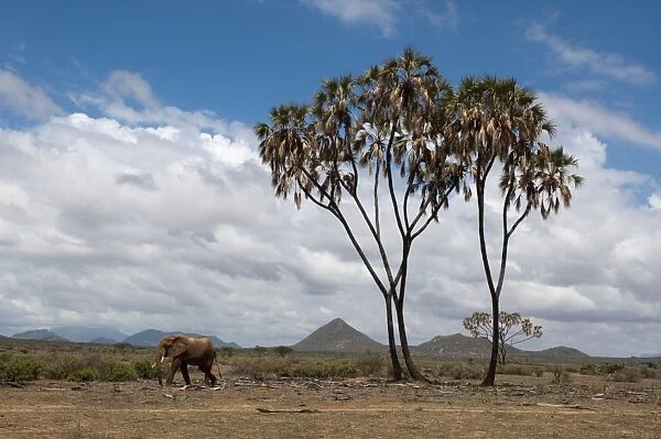 African elephant (Loxodonta africana) walking near a doum palm (Hyphaene coriacea)