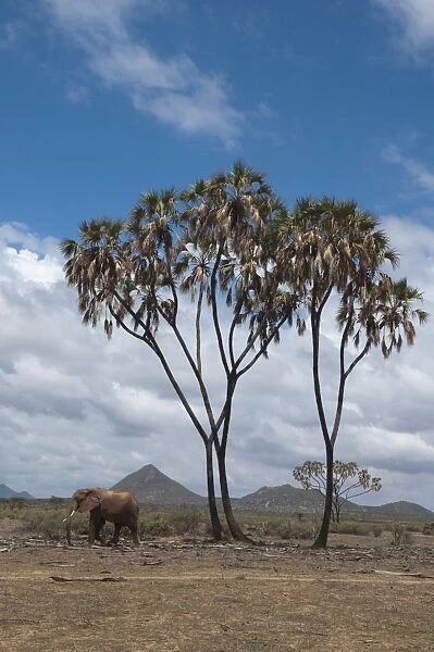 African elephant (Loxodonta africana) walking near a doum palm (Hyphaene coriacea)
