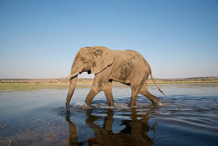 Framed Print : African Elephant, Loxodonta africana, mud covered, Chobe River, Botswans Framed Print : African Elephant, Loxodonta africana, mud covered, Chobe River, Botswans