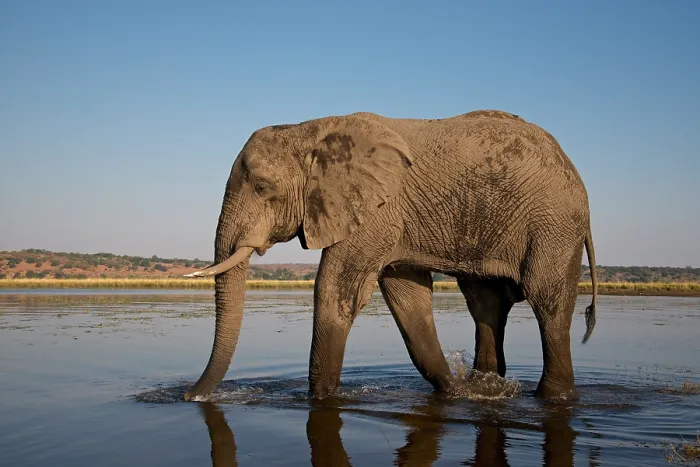Framed Print : African Elephant, Loxodonta africana, mud covered, Chobe River, Botswans Framed Print : African Elephant, Loxodonta africana, mud covered, Chobe River, Botswans
