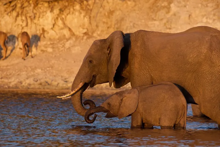 Framed Print : African Elephant, (Loxodonta africana), cow with young calf, Chobe National Park, Botswana Framed Print : African Elephant, (Loxodonta africana), cow with young calf, Chobe National Park, Botswana