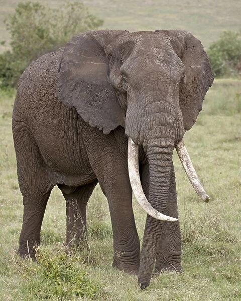African elephant (Loxodonta africana) with large tusks, Ngorongoro Crater