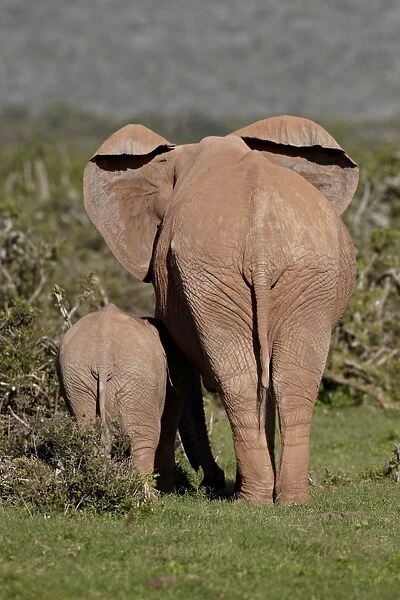 African elephant (Loxodonta africana) mother and calf, Addo Elephant National Park