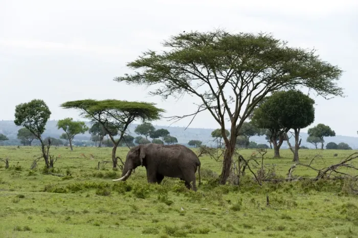 Framed Print : African elephant (Loxodonta africana), Masai Mara, Kenya, East Africa, Africa Framed Print : African elephant (Loxodonta africana), Masai Mara, Kenya, East Africa, Africa