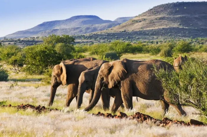 Framed Print : African elephant (Loxodonta africana), Damaraland, Kunene Region, Namibia, Africa Framed Print : African elephant (Loxodonta africana), Damaraland, Kunene Region, Namibia, Africa