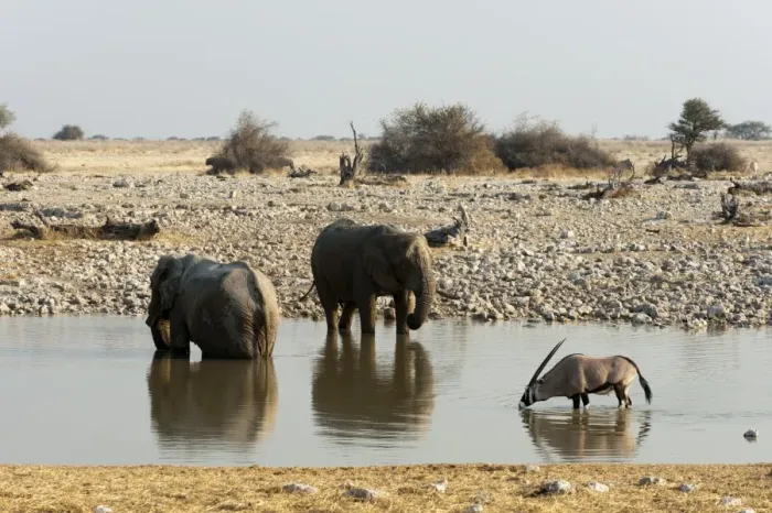 Framed Print : African elephant (Loxodonta africana), Etosha National Park, Namibia, Africa Framed Print : African elephant (Loxodonta africana), Etosha National Park, Namibia, Africa