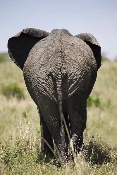 African elephant (Loxodonta africana), Masai Mara National Reserve, Kenya, East Africa, Africa