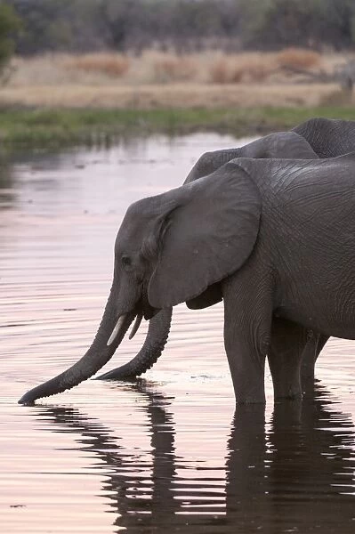 African elephant (Loxodonta africana), Okavango delta, Botswana, Africa