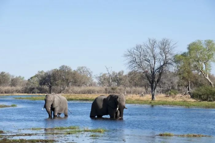 Framed Print : African elephant (Loxodonta africana), Okavango delta, Botswana, Africa Framed Print : African elephant (Loxodonta africana), Okavango delta, Botswana, Africa