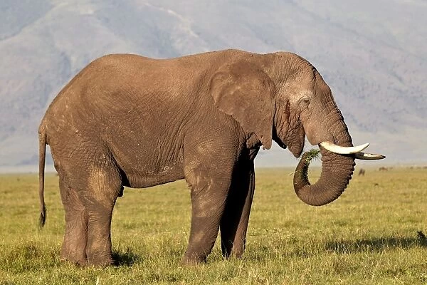 African elephant (Loxodonta africana) bull eating, Ngorongoro Crater, Tanzania, East Africa, Africa