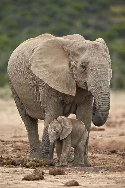 African elephant (Loxodonta africana) mother and baby, Addo Elephant National Park, South Africa, Africa