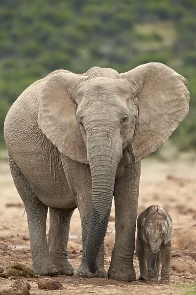 African elephant (Loxodonta africana) mother and baby, Addo Elephant National Park, South Africa, Africa
