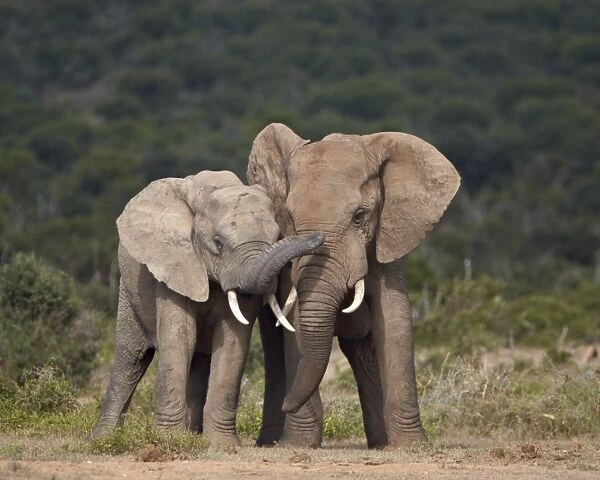 African elephant (Loxodonta africana) bulls sparring, Addo Elephant National Park, South Africa, Africa