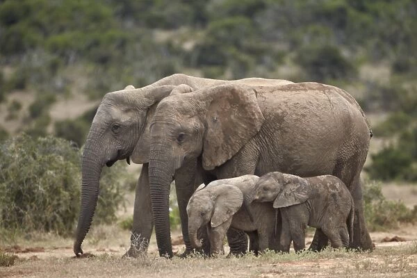 African elephant (Loxodonta africana) mothers and babies, Addo Elephant National Park, South Africa, Africa