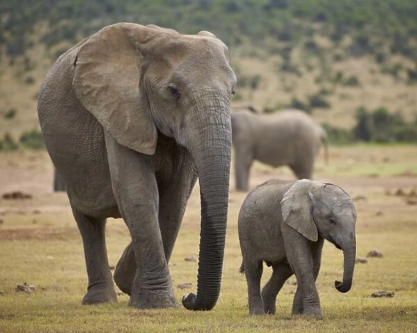 African elephant (Loxodonta africana) adult and baby, Addo Elephant National Park