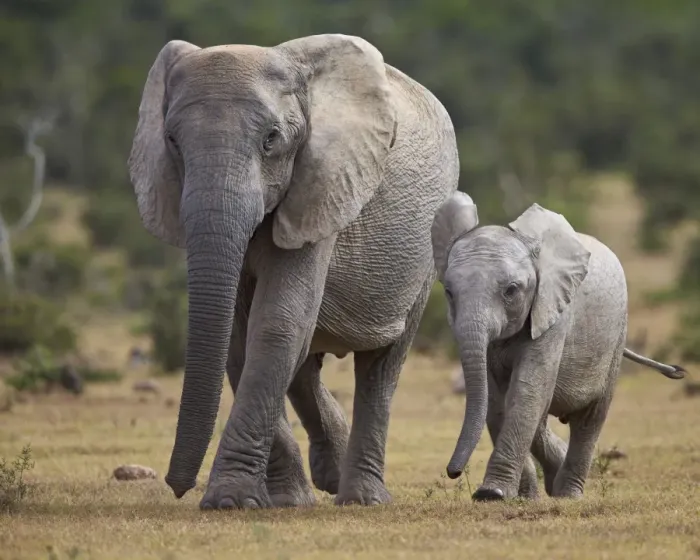 Framed Print : African elephant (Loxodonta africana) adult and young, Addo Elephant National Park Framed Print : African elephant (Loxodonta africana) adult and young, Addo Elephant National Park