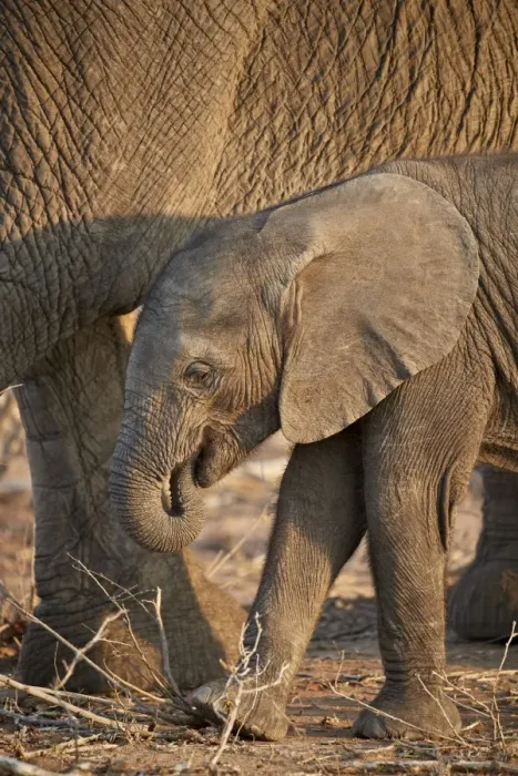 Framed Print : African elephant (Loxodonta africana) baby, Kruger National Park, South Africa, Africa Framed Print : African elephant (Loxodonta africana) baby, Kruger National Park, South Africa, Africa