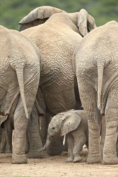 African elephant (Loxodonta africana) baby, Addo Elephant National Park, South Africa, Africa