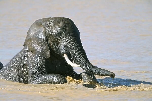 African elephant (Loxodonta africana) bathing