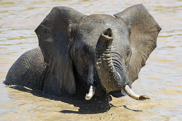 African elephant (Loxodonta africana) bathing, Addo elephant national park, Eastern Cape