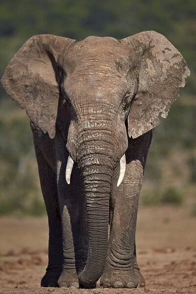 African elephant (Loxodonta africana) bull, Addo Elephant National Park, South Africa