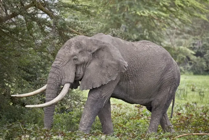 Framed Print : African elephant (Loxodonta africana) bull, Ngorongoro Crater, Tanzania, East Africa Framed Print : African elephant (Loxodonta africana) bull, Ngorongoro Crater, Tanzania, East Africa