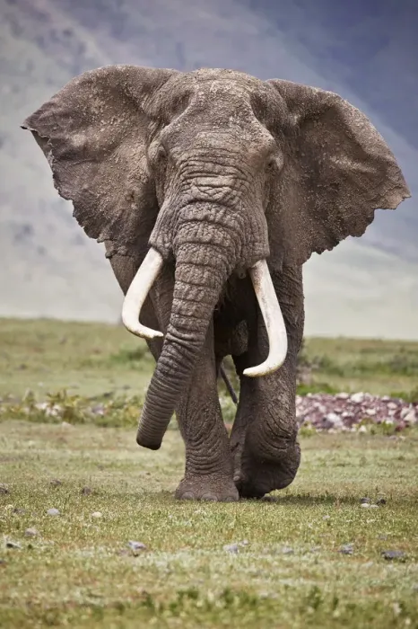 Framed Print : African elephant (Loxodonta africana) bull, Ngorongoro Crater, Tanzania, East Africa Framed Print : African elephant (Loxodonta africana) bull, Ngorongoro Crater, Tanzania, East Africa