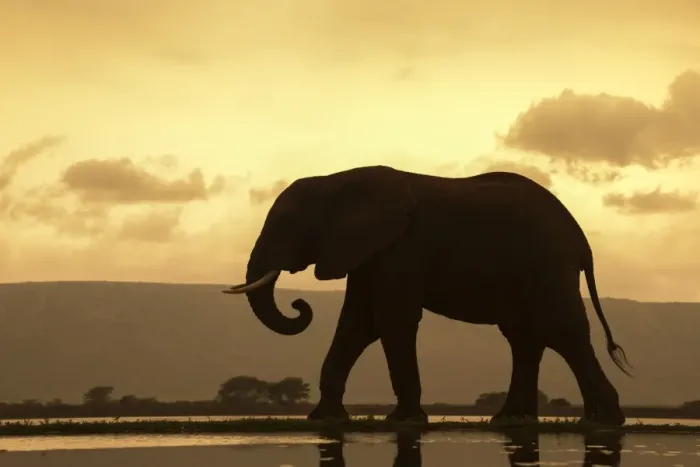 Framed Print : African elephant (Loxodonta Africana) bull at dusk, Zimanga Private Game Reserve Framed Print : African elephant (Loxodonta Africana) bull at dusk, Zimanga Private Game Reserve