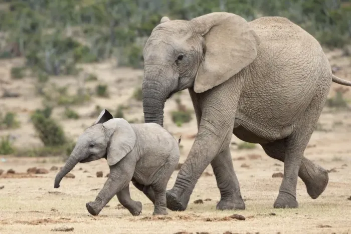 Framed Print : African elephant (Loxodonta africana) and calf, running to water, Addo Elephant National Park, South Africa, Africa Framed Print : African elephant (Loxodonta africana) and calf, running to water, Addo Elephant National Park, South Africa, Africa