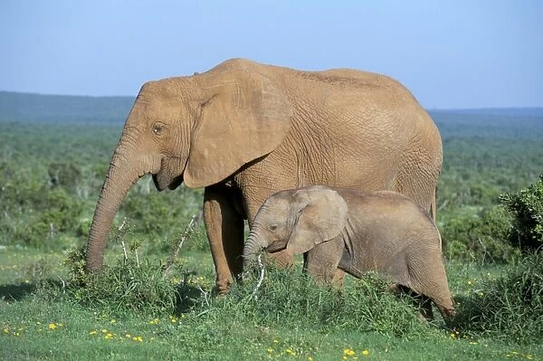 African elephant (Loxodonta africana) with calf