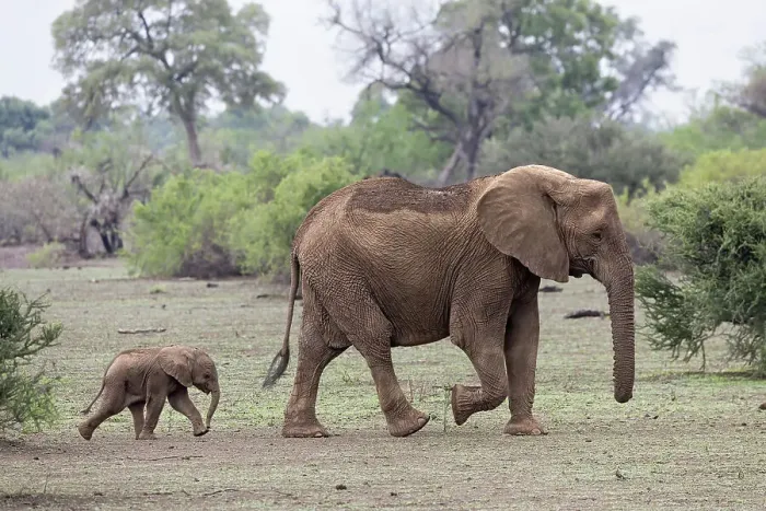 Framed Print : African elephant (Loxodonta africana) with calf, Mashatu Game Reserve, Botswana, Africa Framed Print : African elephant (Loxodonta africana) with calf, Mashatu Game Reserve, Botswana, Africa