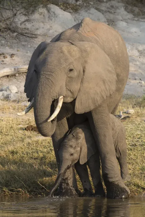 Framed Print : African elephant (Loxodonta africana) with calf drinking, Chobe National Park, Botswana Framed Print : African elephant (Loxodonta africana) with calf drinking, Chobe National Park, Botswana