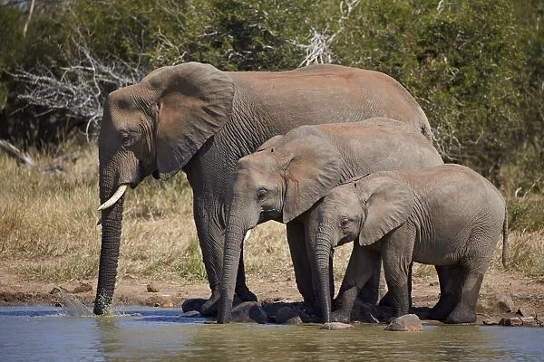 Three African elephant (Loxodonta africana) drinking, Kruger National Park, South Africa
