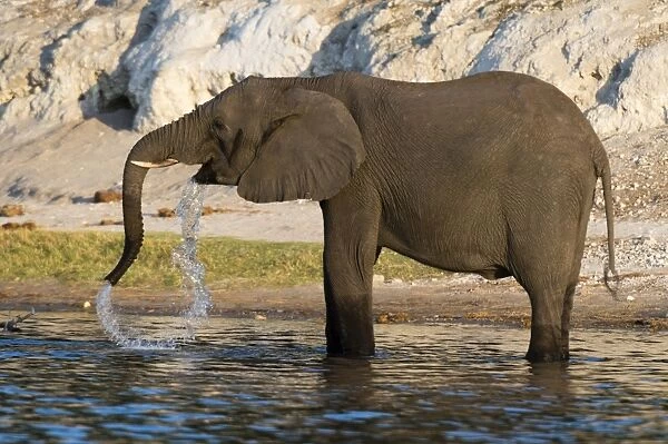An African elephant (Loxodonta africana) drinking, Chobe river, Chobe National Park