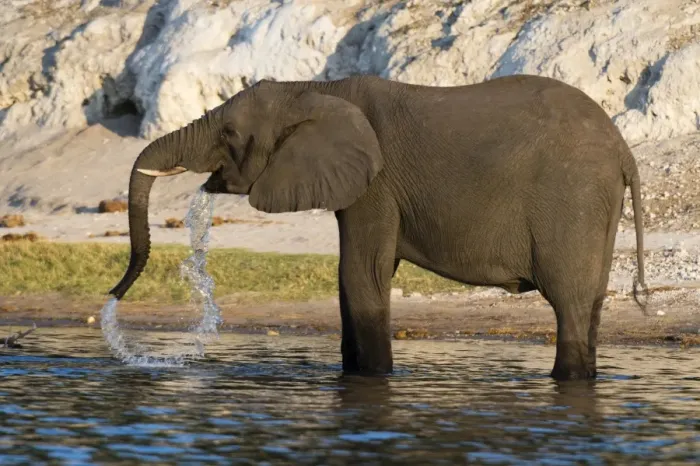 Framed Print : An African elephant (Loxodonta africana) drinking, Chobe river, Chobe National Park Framed Print : An African elephant (Loxodonta africana) drinking, Chobe river, Chobe National Park