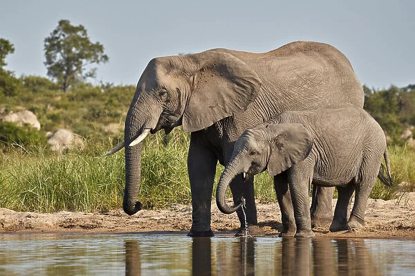 Two African Elephant (Loxodonta africana) drinking, Kruger National Park, South Africa