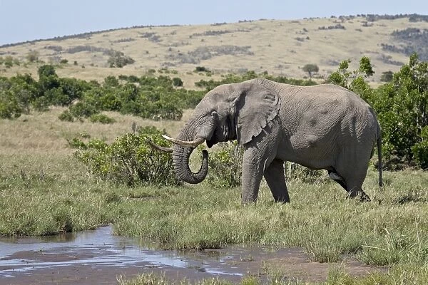 African Elephant (Loxodonta africana) drinking, Masai Mara National Reserve