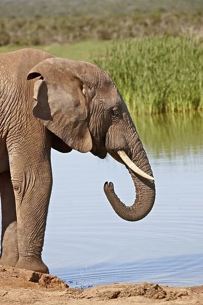 African elephant (Loxodonta africana) drinking, Addo Elephant National Park