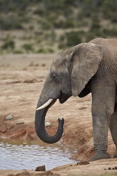 African elephant (Loxodonta africana) drinking, Addo Elephant National Park, South Africa, Africa