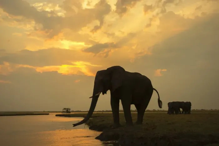 Framed Print : African elephant (Loxodonta africana) at dusk, Chobe National Park, Botswana, Africa Framed Print : African elephant (Loxodonta africana) at dusk, Chobe National Park, Botswana, Africa