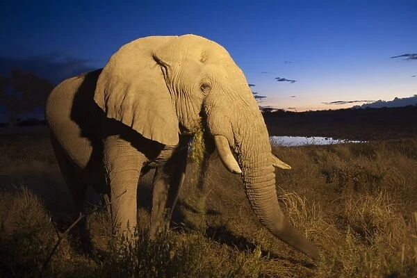 African elephant (Loxodonta africana), at dusk, Okaukuejo waterhole, Etosha National Park
